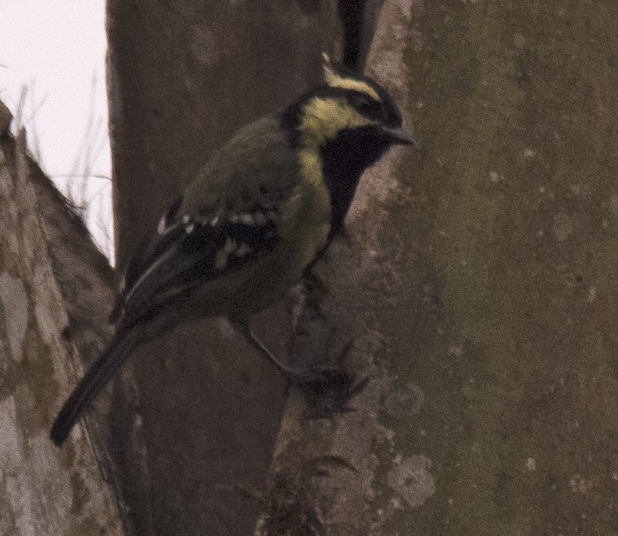 Indian Yellow Tit - ML446620211