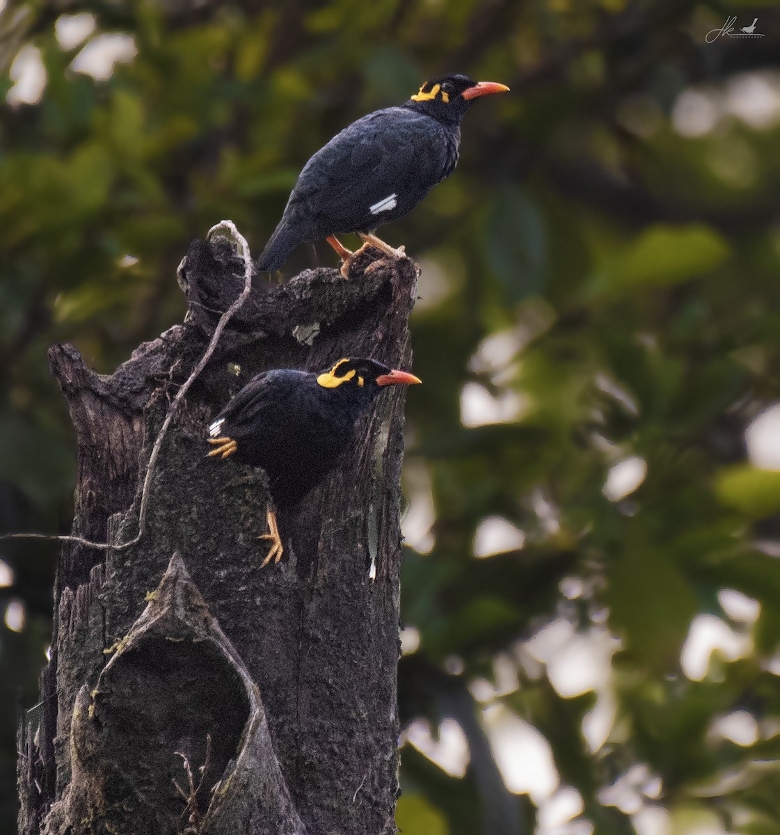 Southern Hill Myna - ML446620551