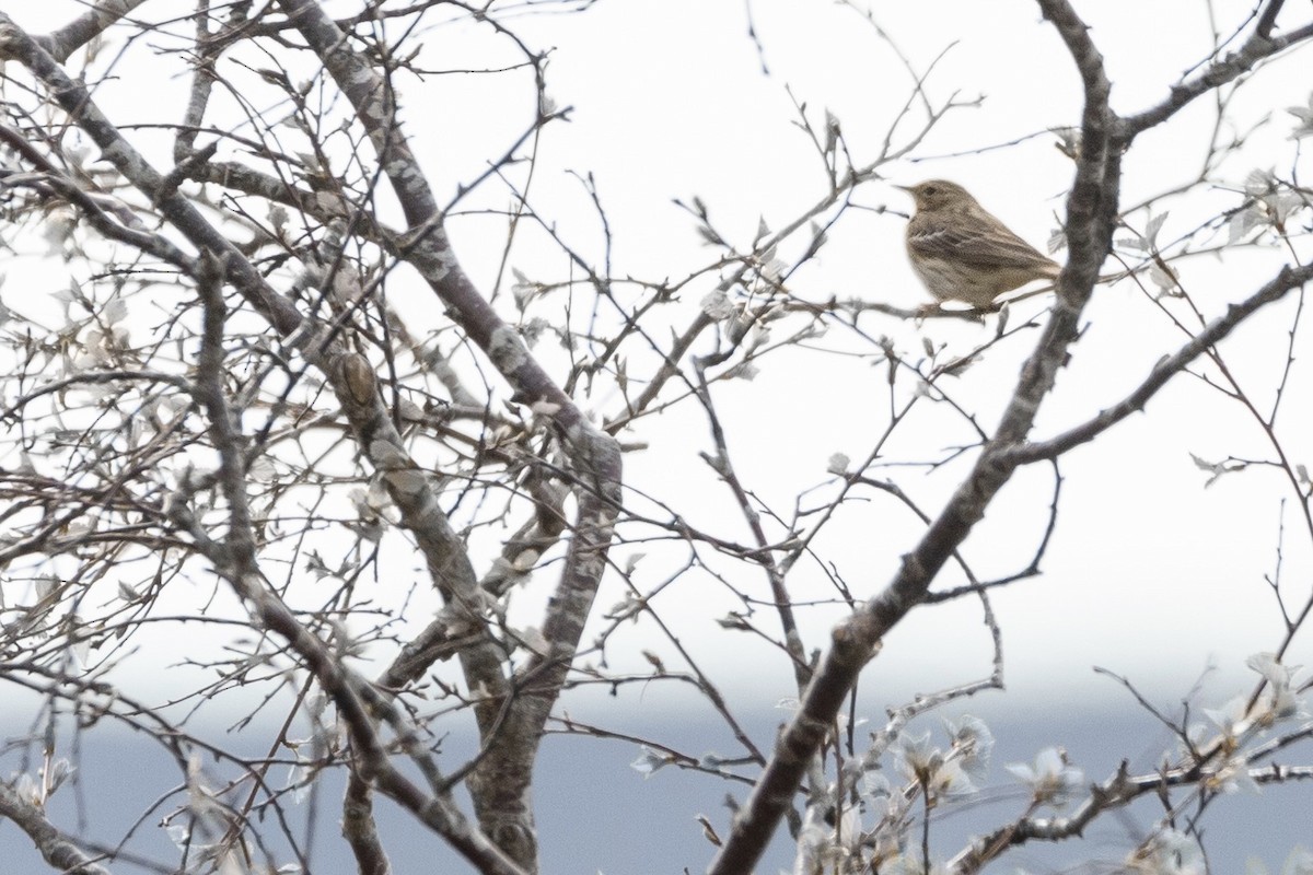 Tree Pipit - ML446620661