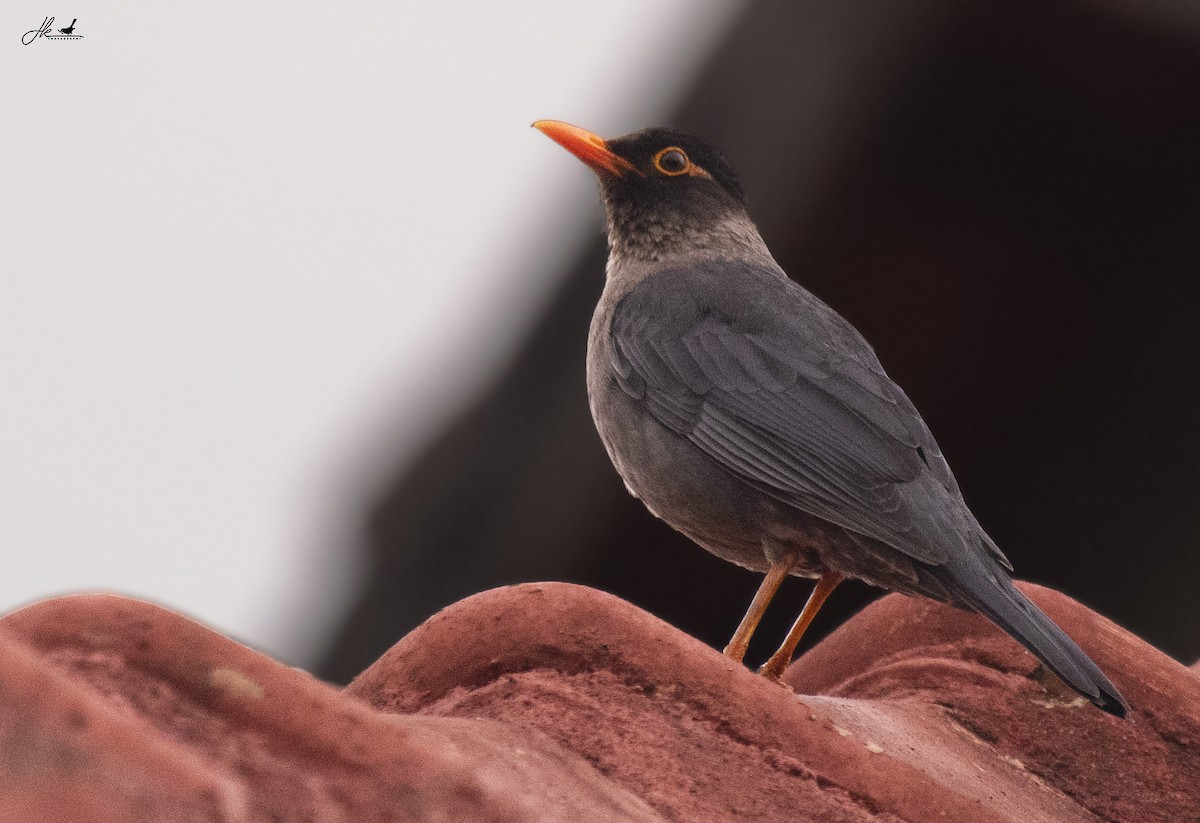 Indian Blackbird - ML446620711