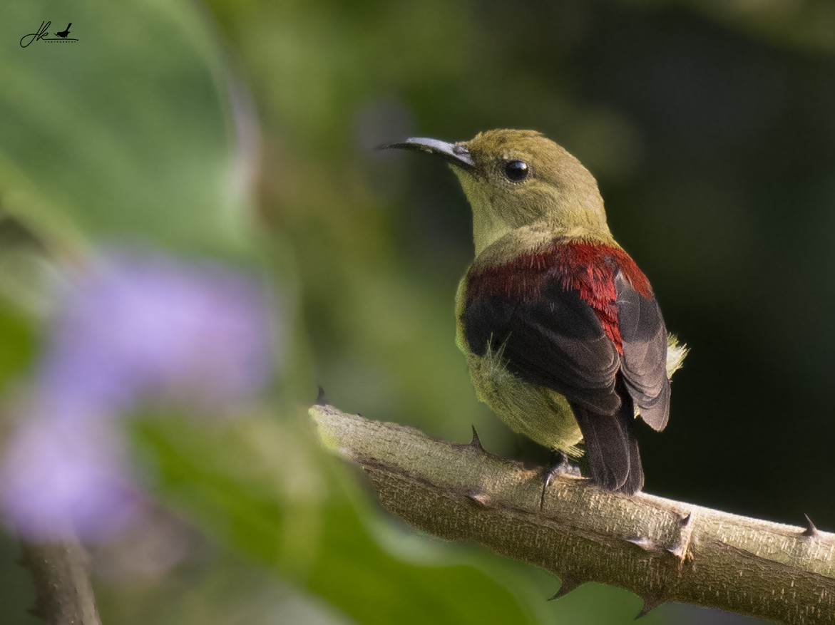 Crimson-backed Sunbird - ML446620761