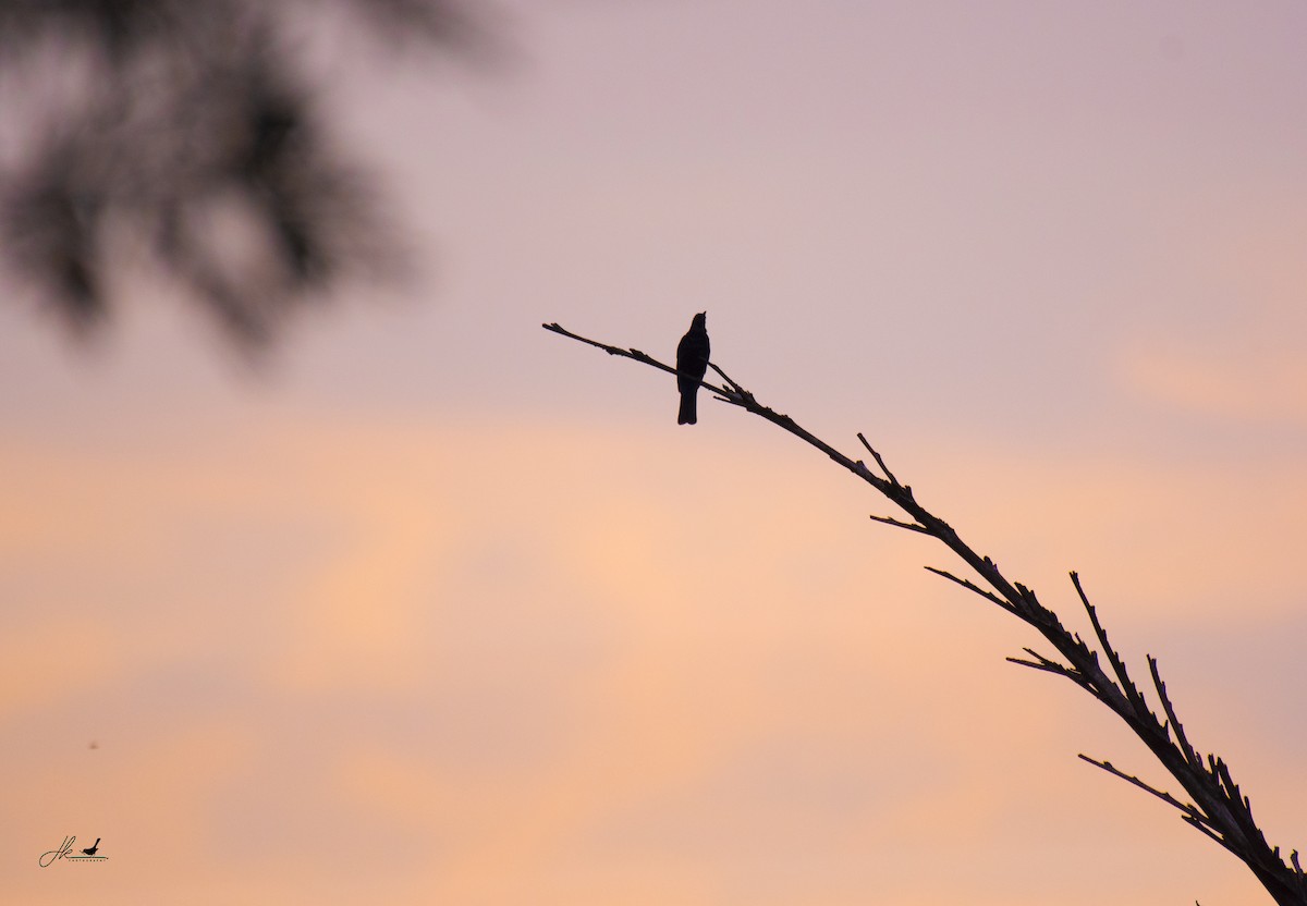 Asian Fairy-bluebird - ML446620931