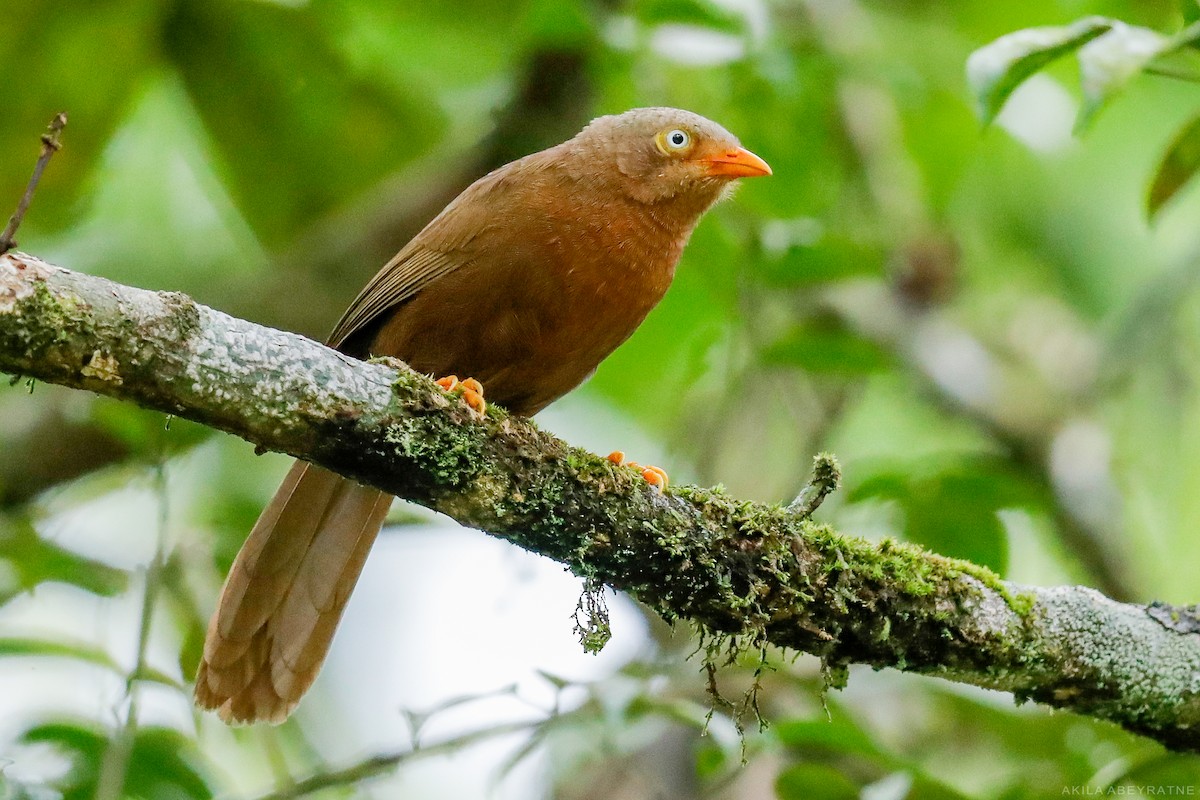 Orange-billed Babbler - ML446621171