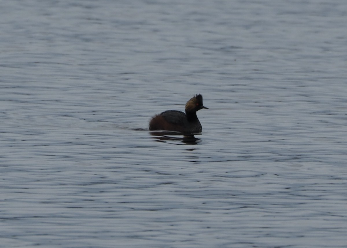 Eared Grebe - ML446621861