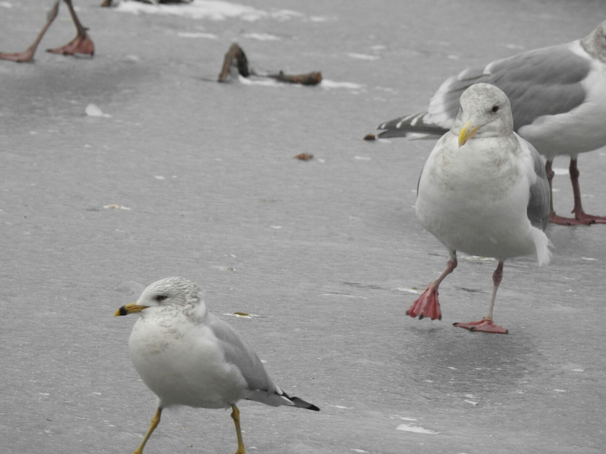 Ring-billed Gull - Anonymous