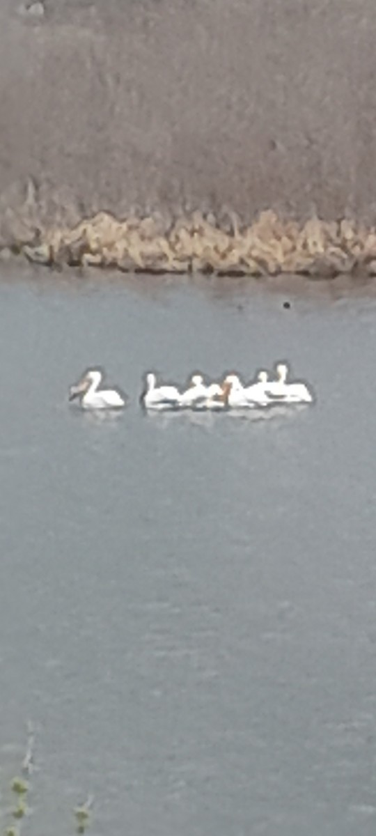 American White Pelican - ML446622891