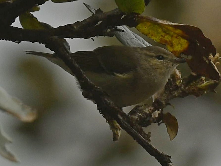 Greenish Warbler - Subhadra Devi