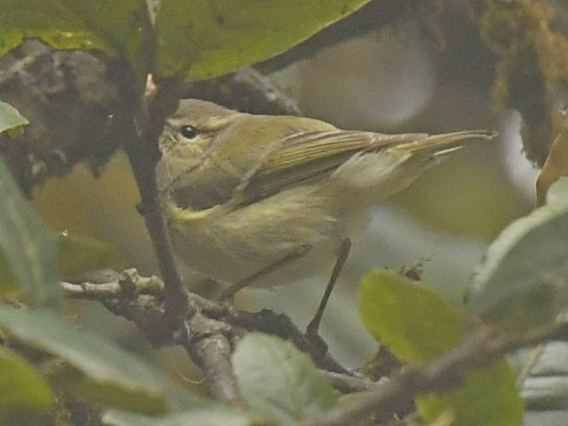 Greenish Warbler - ML446623431