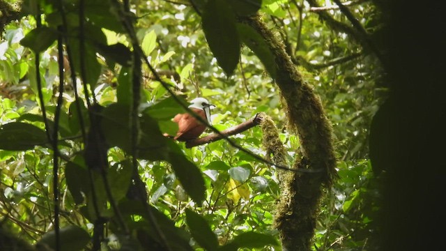 Three-wattled Bellbird - ML446623621