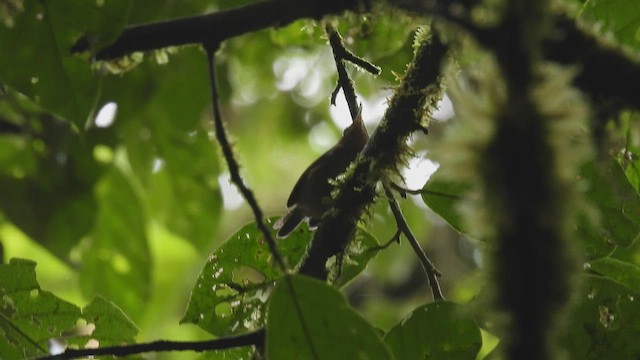 Ochraceous Wren - ML446624621