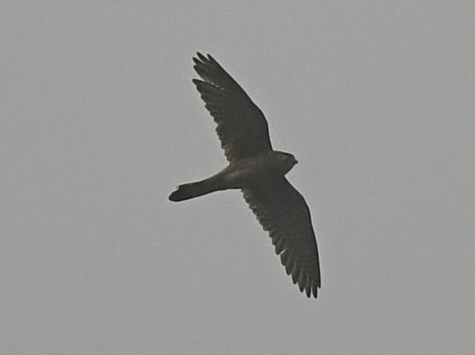 Eurasian Kestrel - Subhadra Devi