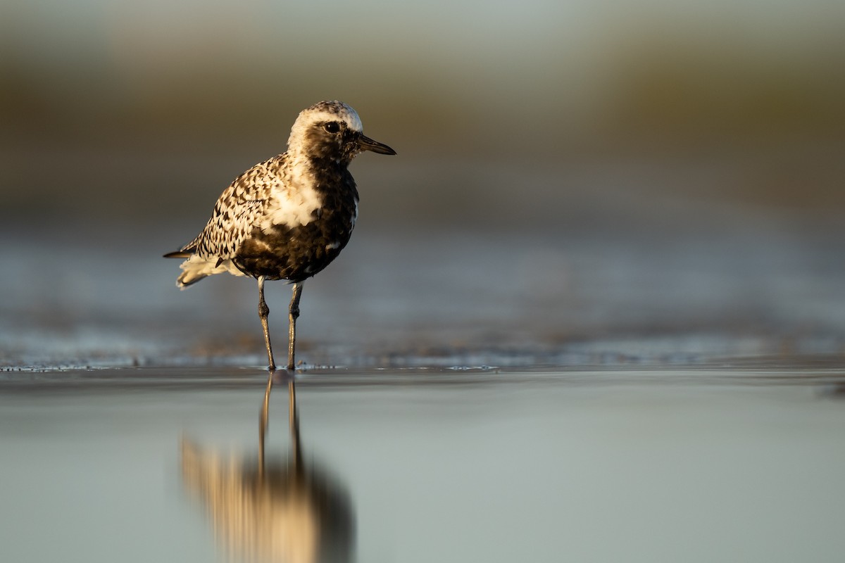 Black-bellied Plover - ML446624781