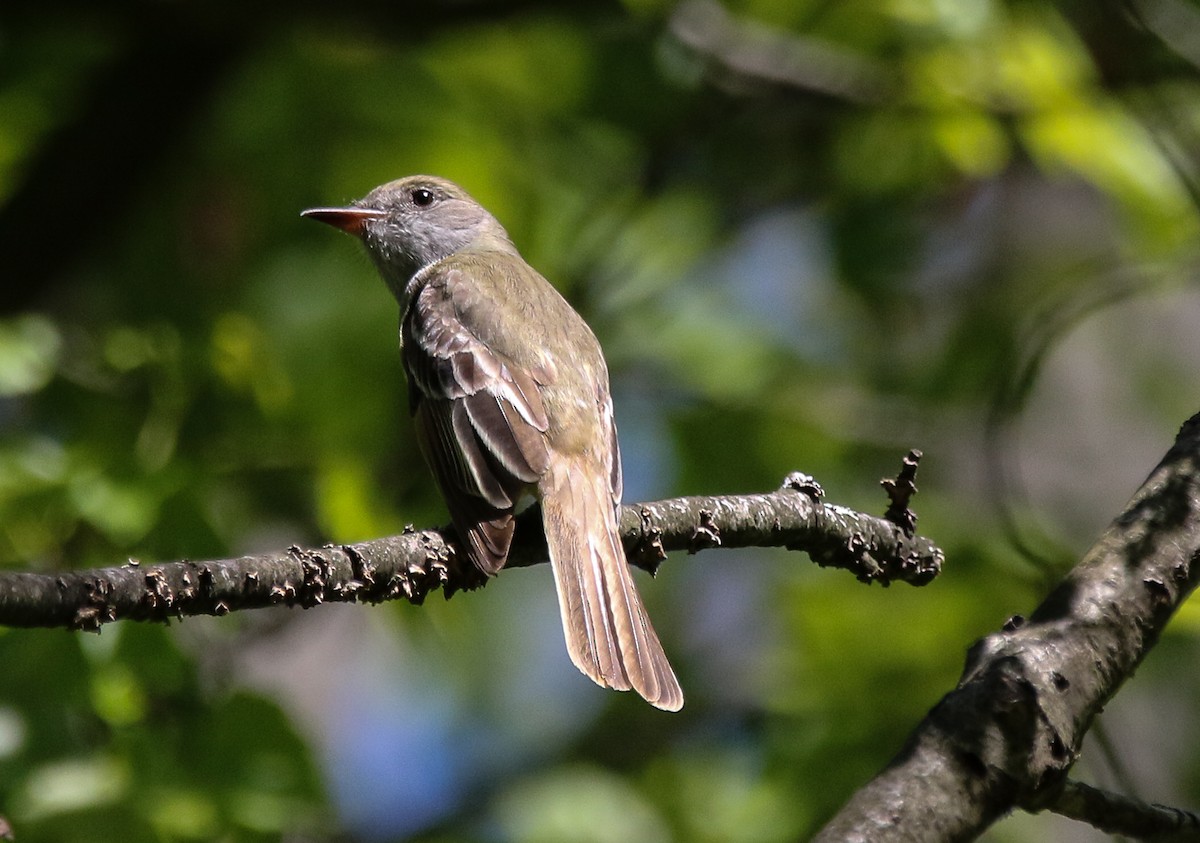 Great Crested Flycatcher - Tom Younkin