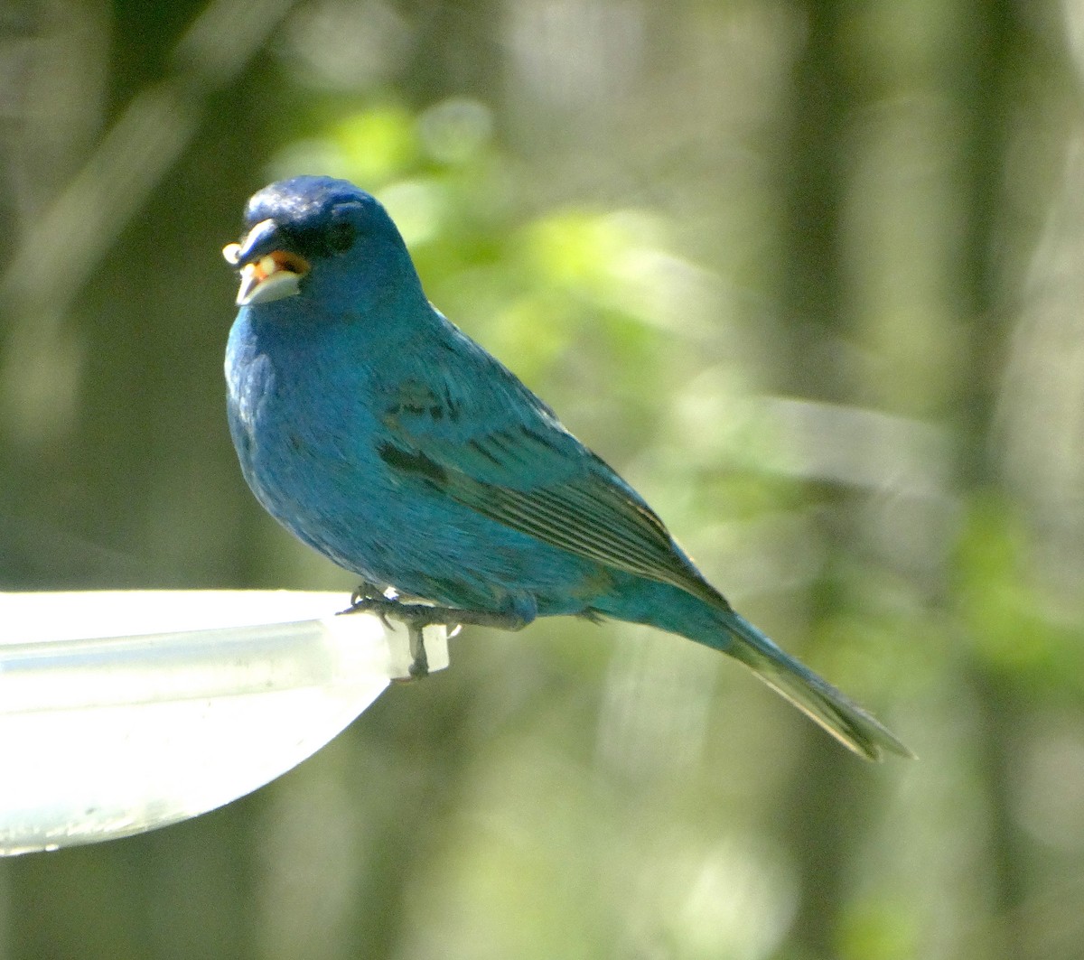 Indigo Bunting - ML446627421
