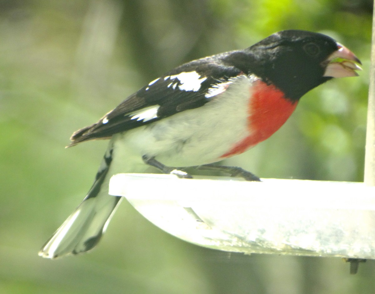 Rose-breasted Grosbeak - ML446627891