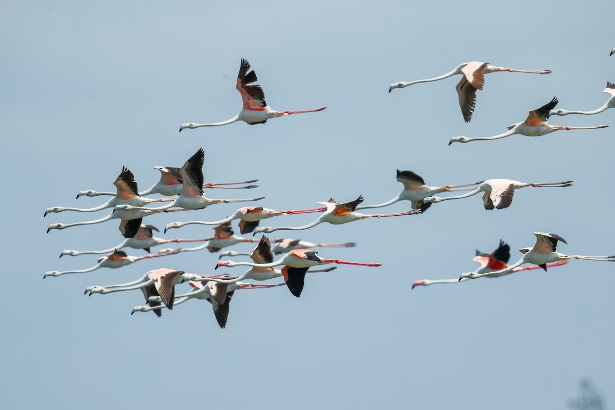 Greater Flamingo - Akila Abeyratne