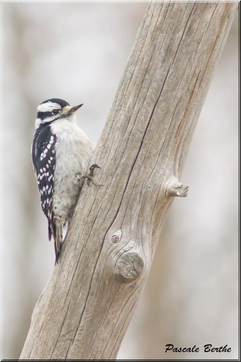 Downy Woodpecker - ML446628921