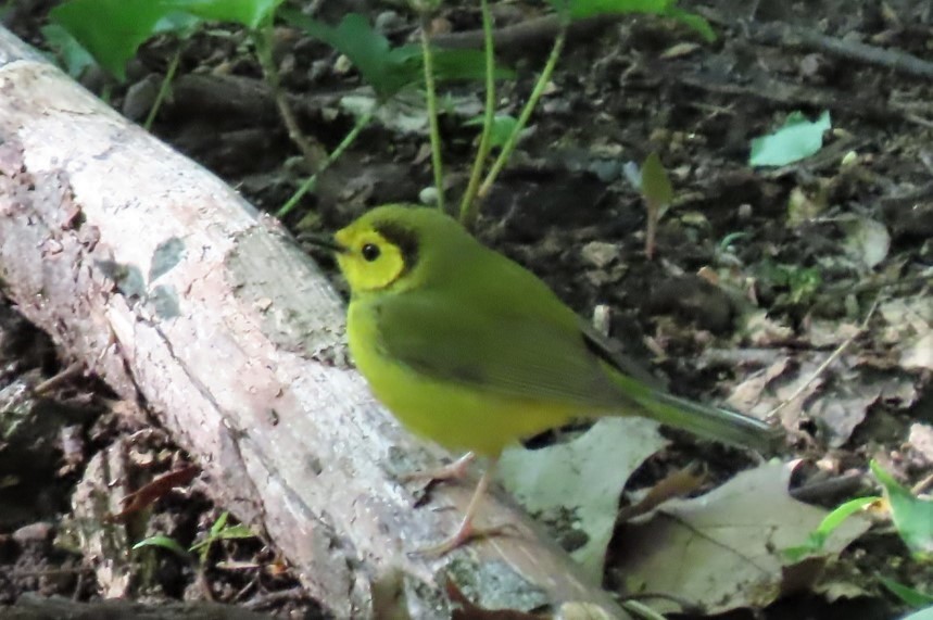 Hooded Warbler - ML446628961