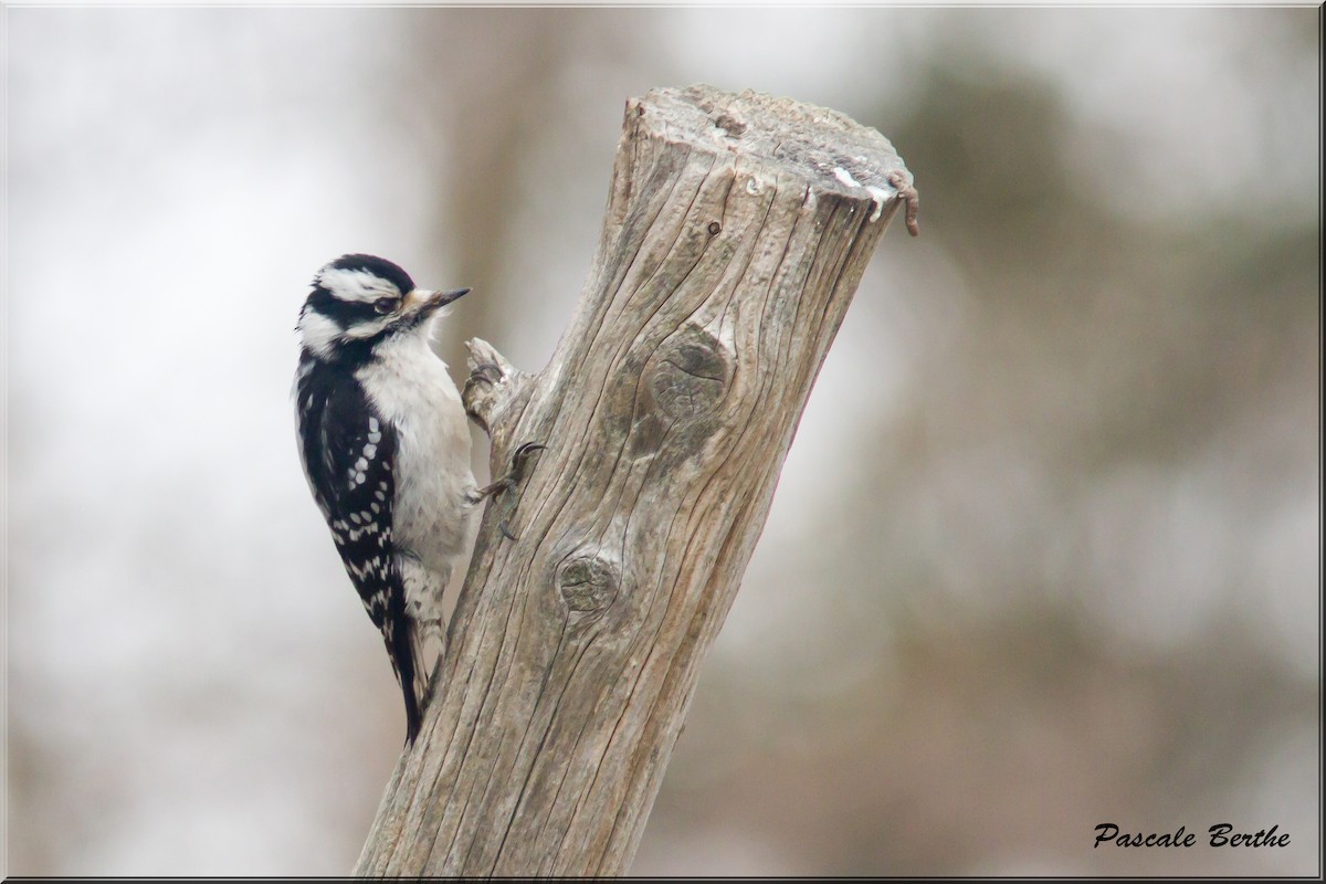 Downy Woodpecker - ML446629161