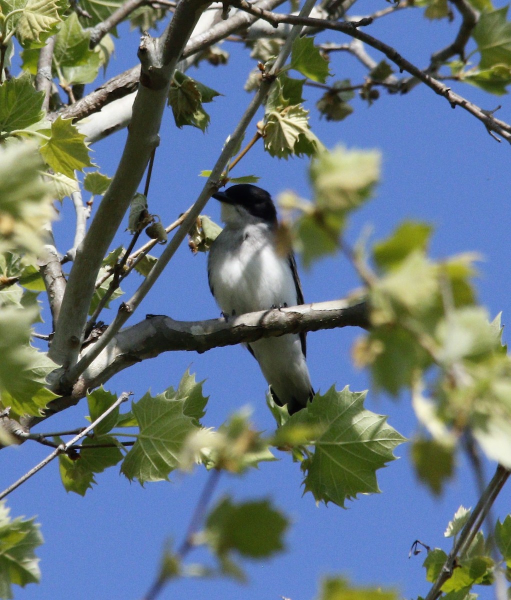 Eastern Kingbird - ML446630981