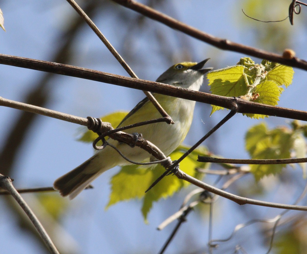 White-eyed Vireo - ML446631111