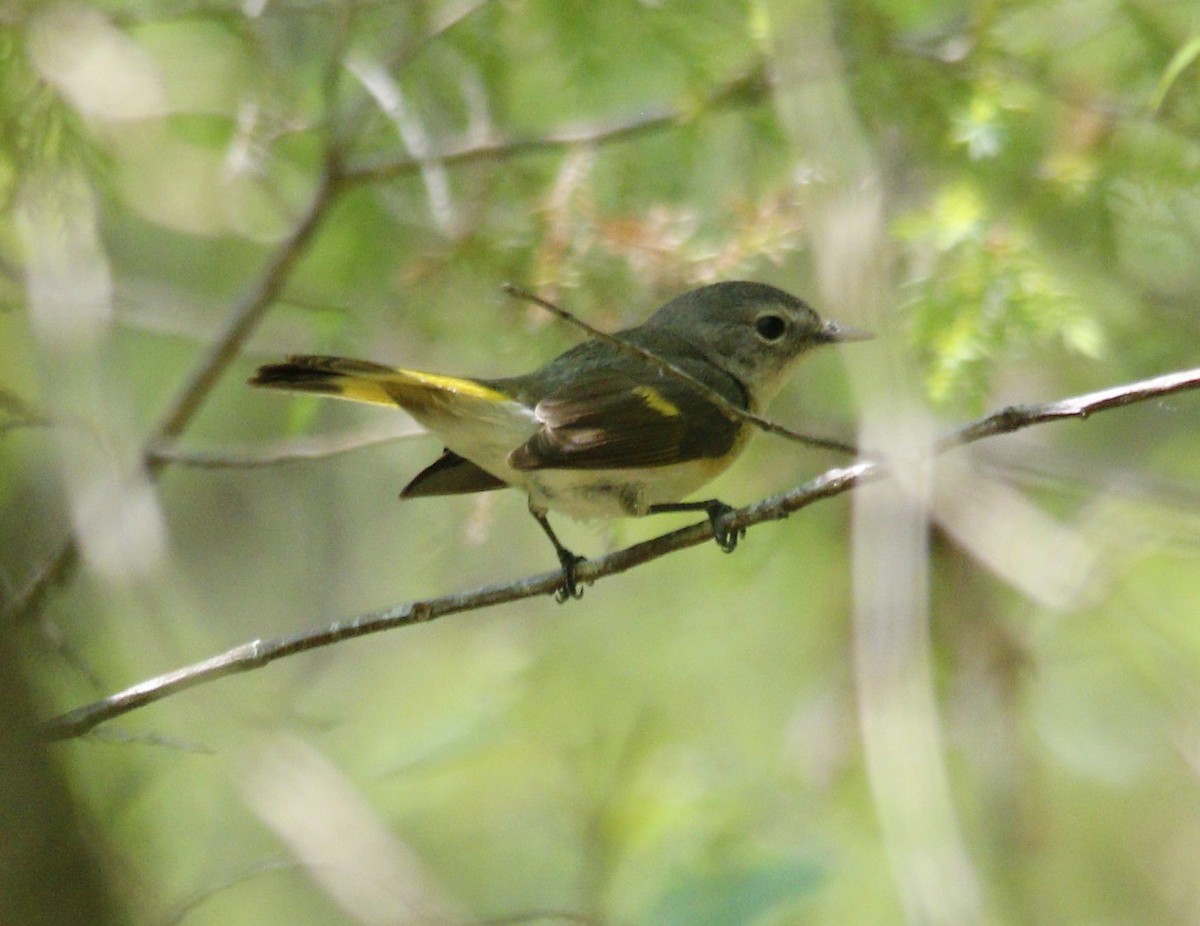 American Redstart - ML446631331