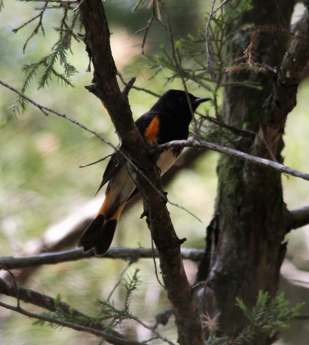 American Redstart - ML446631341