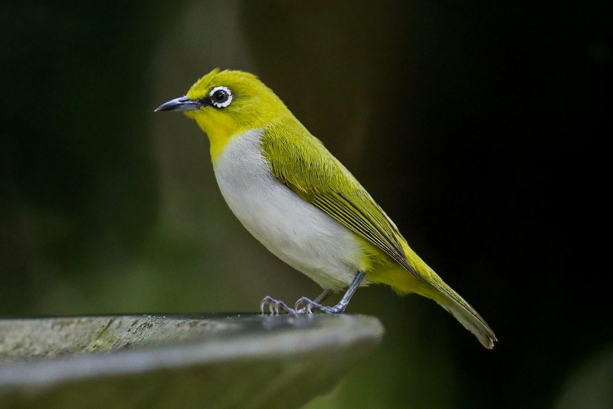 Indian White-eye - Akila Abeyratne