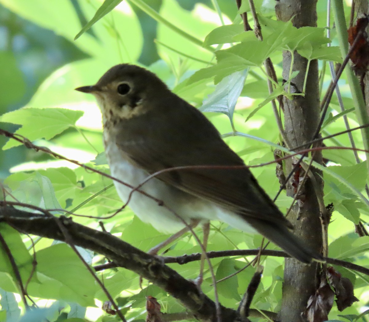 Swainson's Thrush - ML446638101