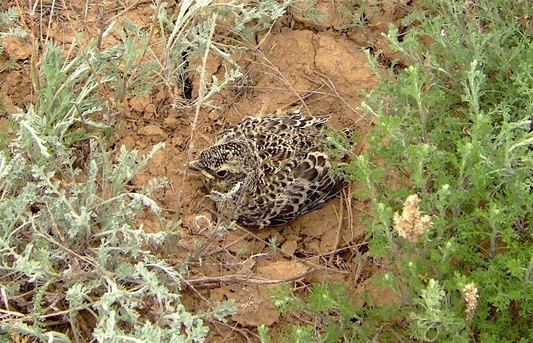 Calandria Negra - ML44663831