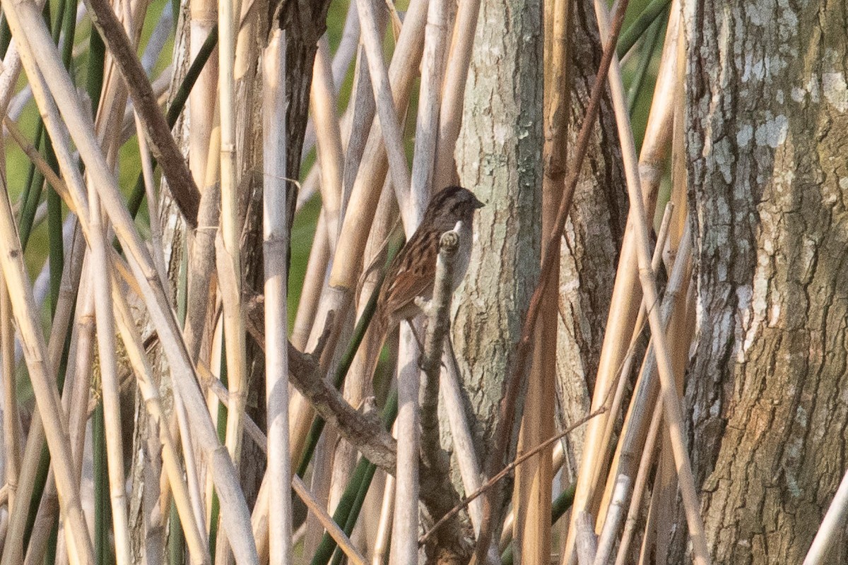 Swamp Sparrow - ML446638611