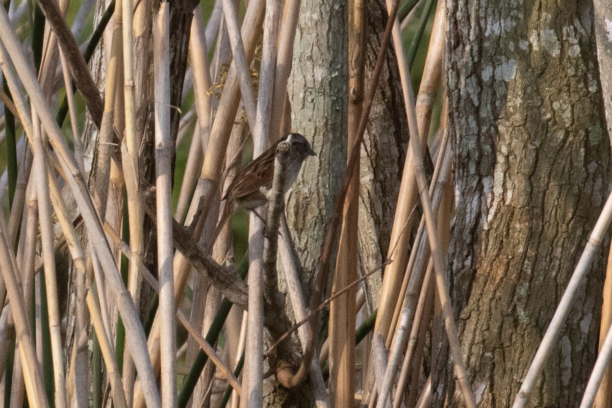 Swamp Sparrow - ML446638621