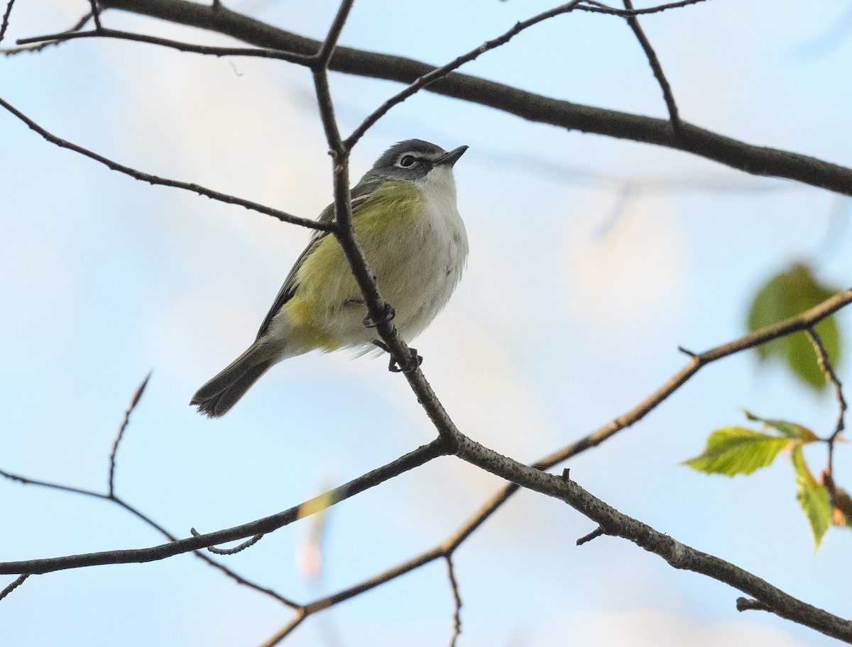 Blue-headed Vireo - ML446638711