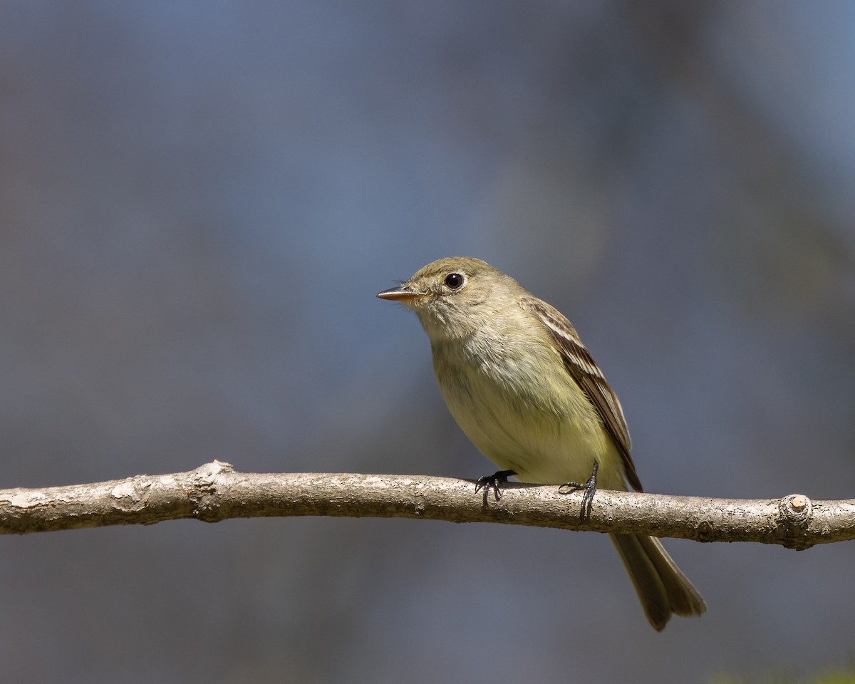 Least Flycatcher - ML446639381