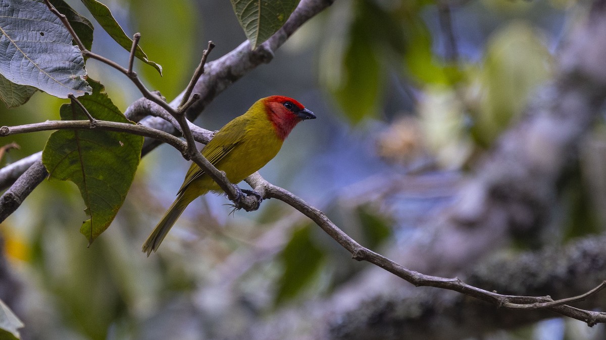 Red-headed Tanager - Mike Austin