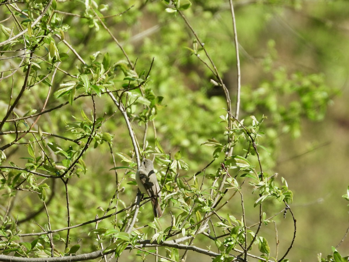 Warbling Vireo - ML446640401