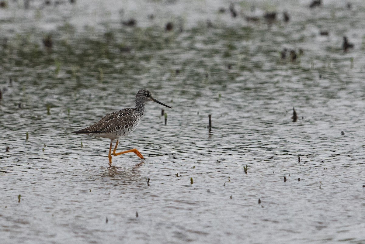 Greater Yellowlegs - ML446640831