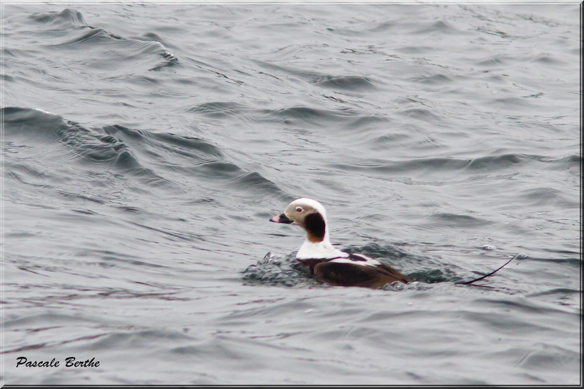 Long-tailed Duck - ML446641221