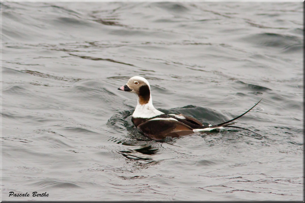 Long-tailed Duck - ML446641231
