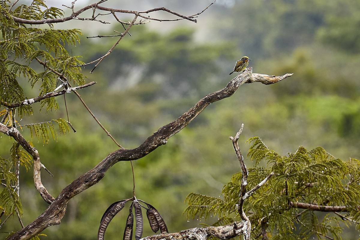 Gilded Barbet - ML446641361