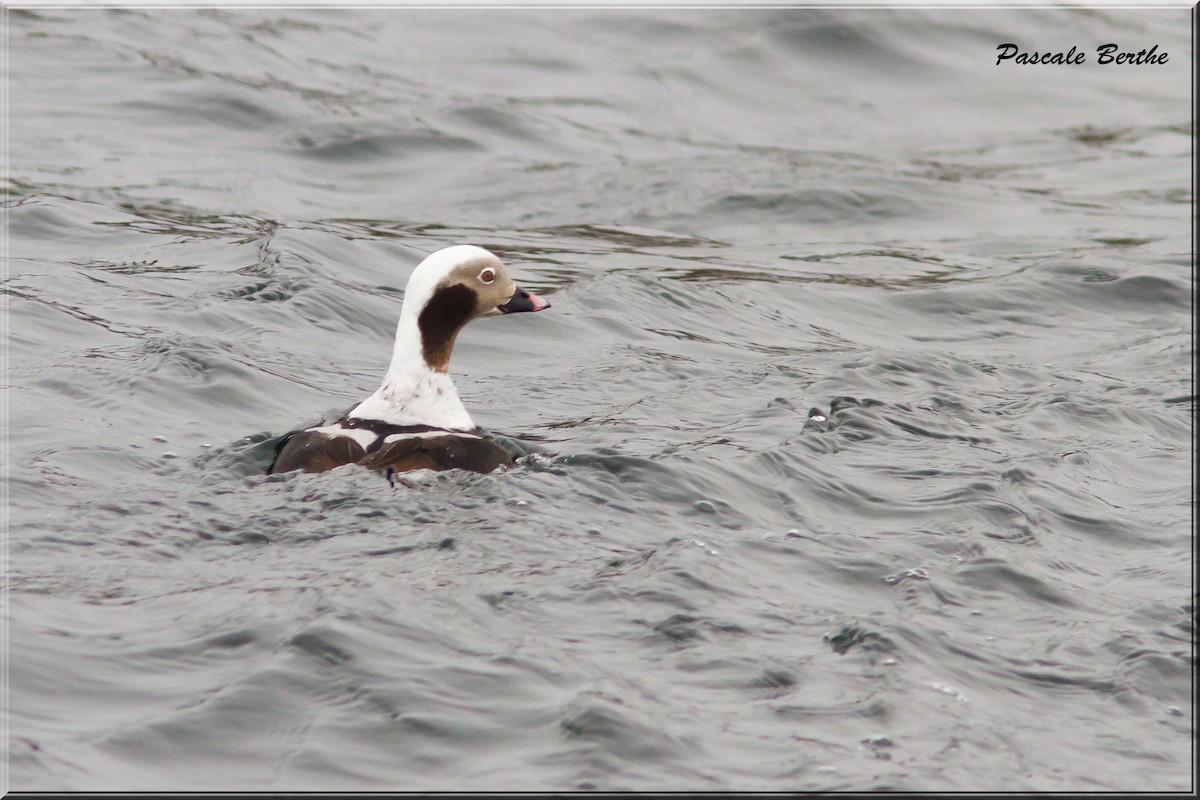 Long-tailed Duck - ML446641641