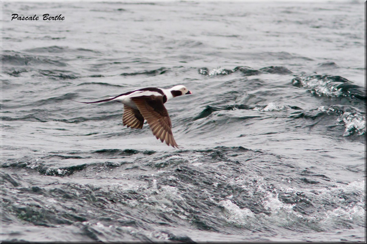Long-tailed Duck - ML446641651