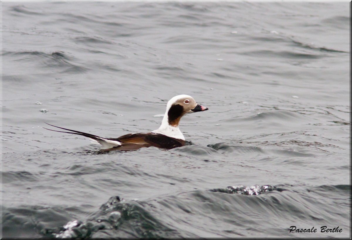 Long-tailed Duck - Pascale Berthe
