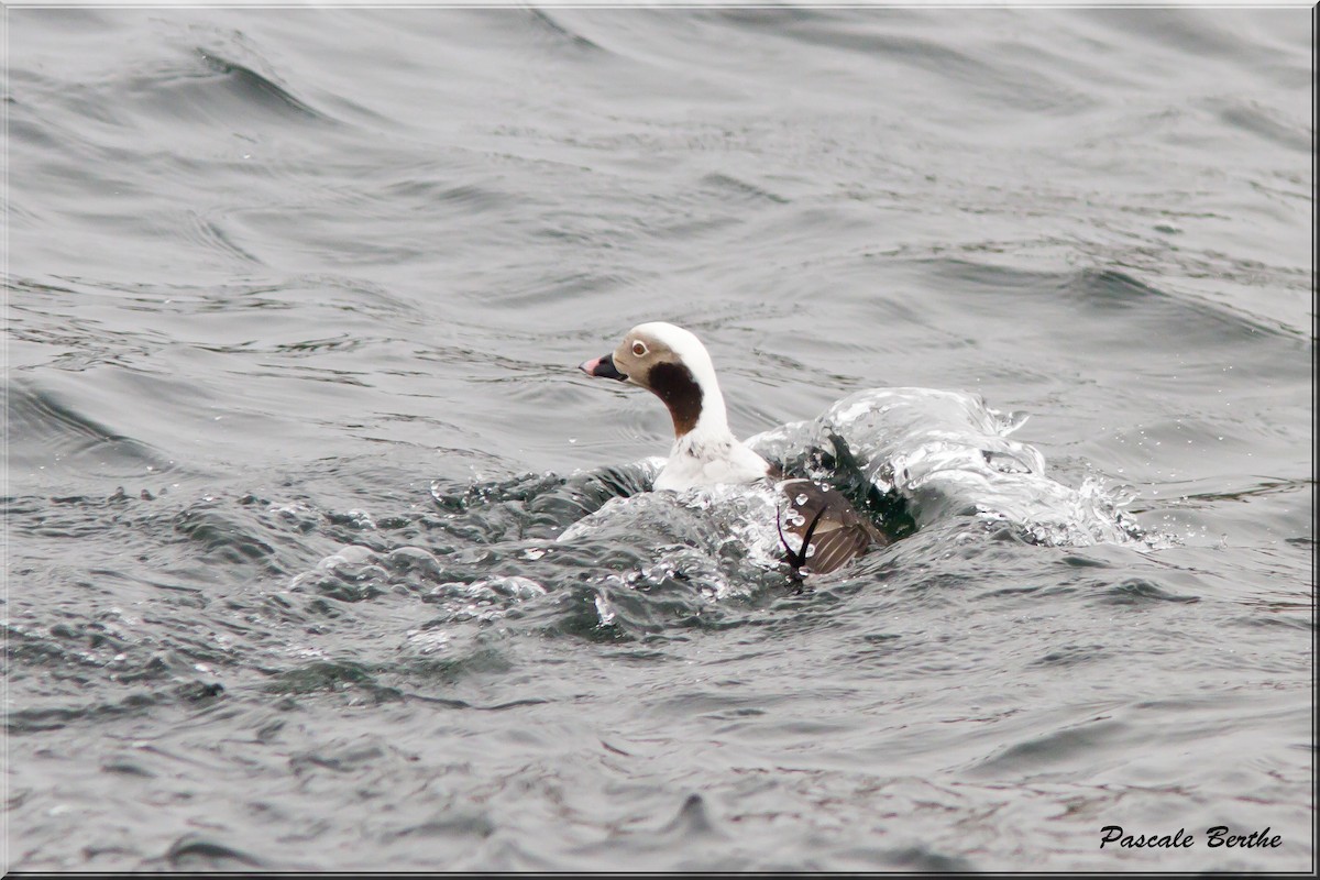 Long-tailed Duck - ML446641841