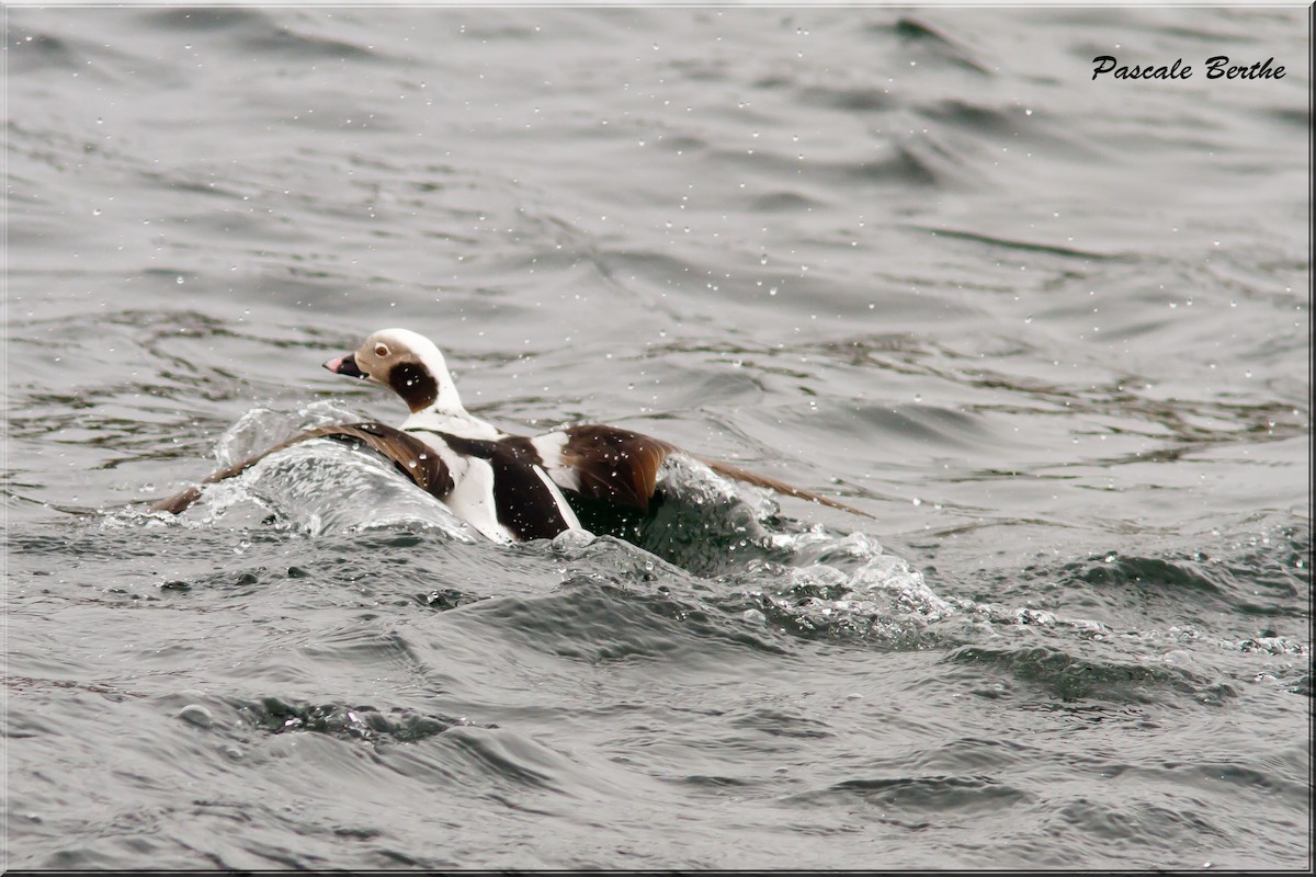 Long-tailed Duck - ML446641901