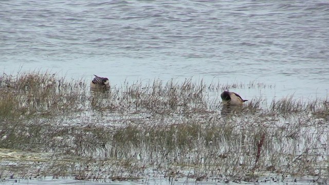 Chiloe Wigeon - ML446642011