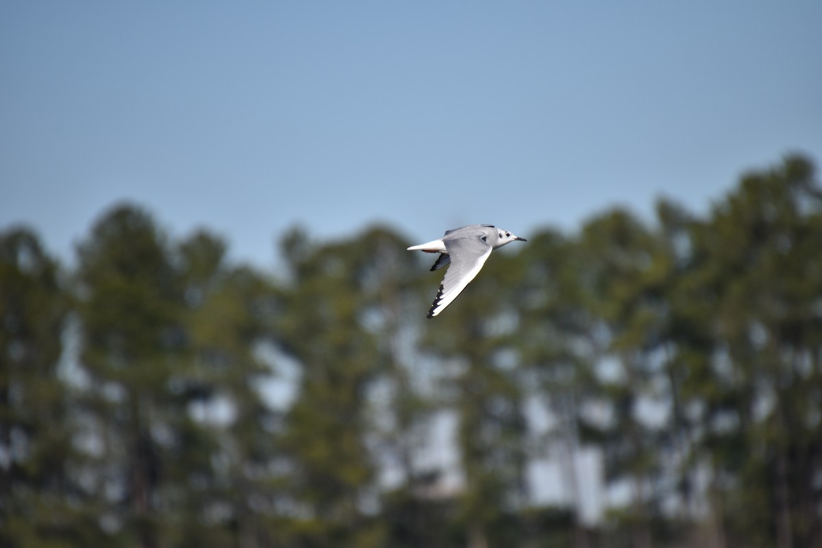 Bonaparte's Gull - ML446643641