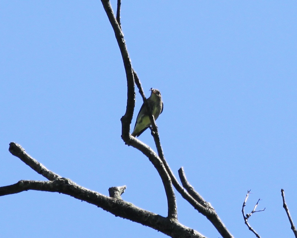 Olive-sided Flycatcher - ML446643821