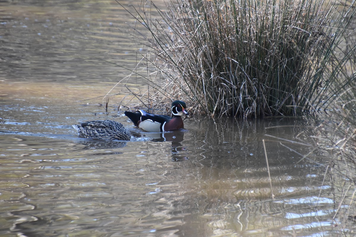 Wood Duck - ML446643981