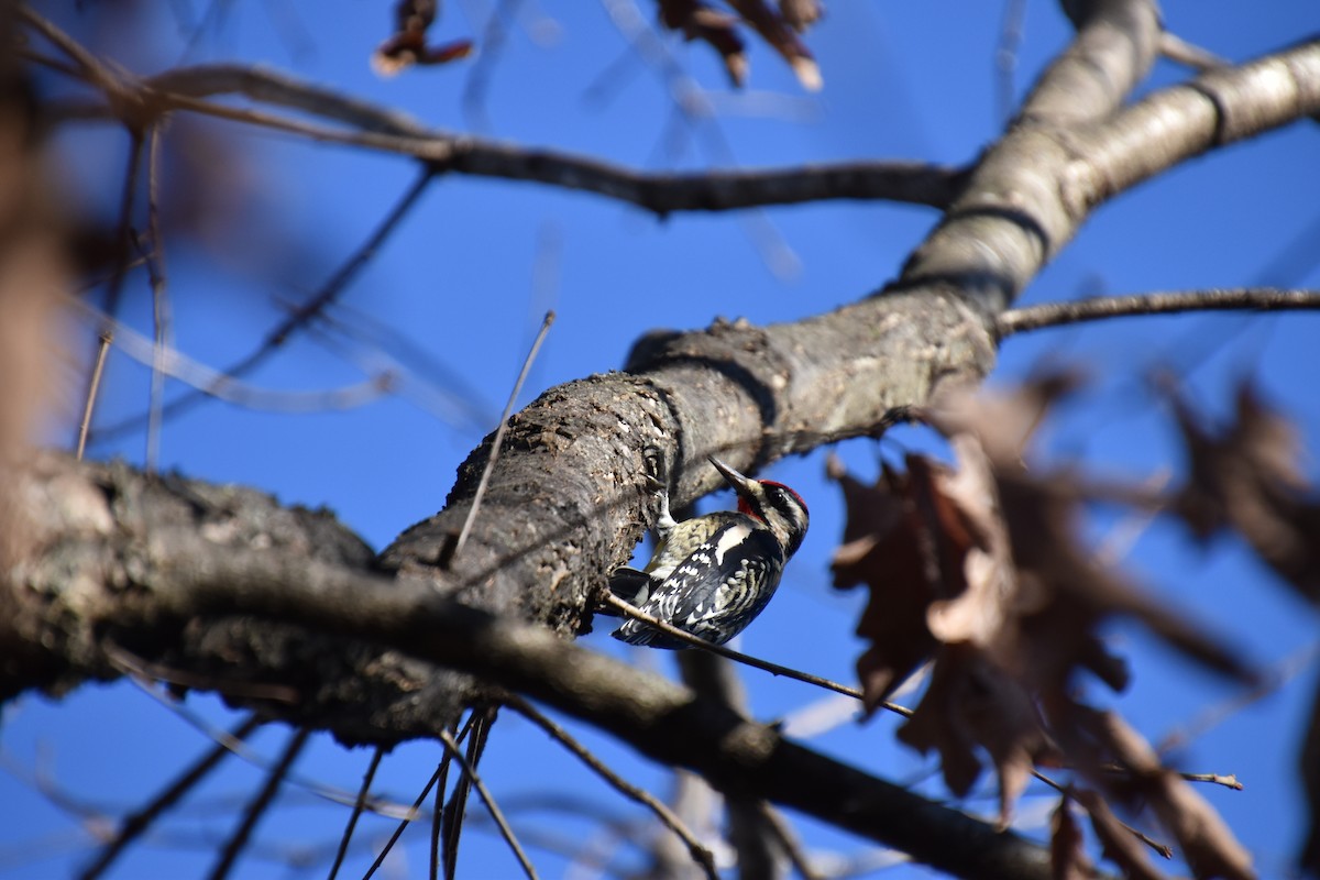 Yellow-bellied Sapsucker - ML446644301